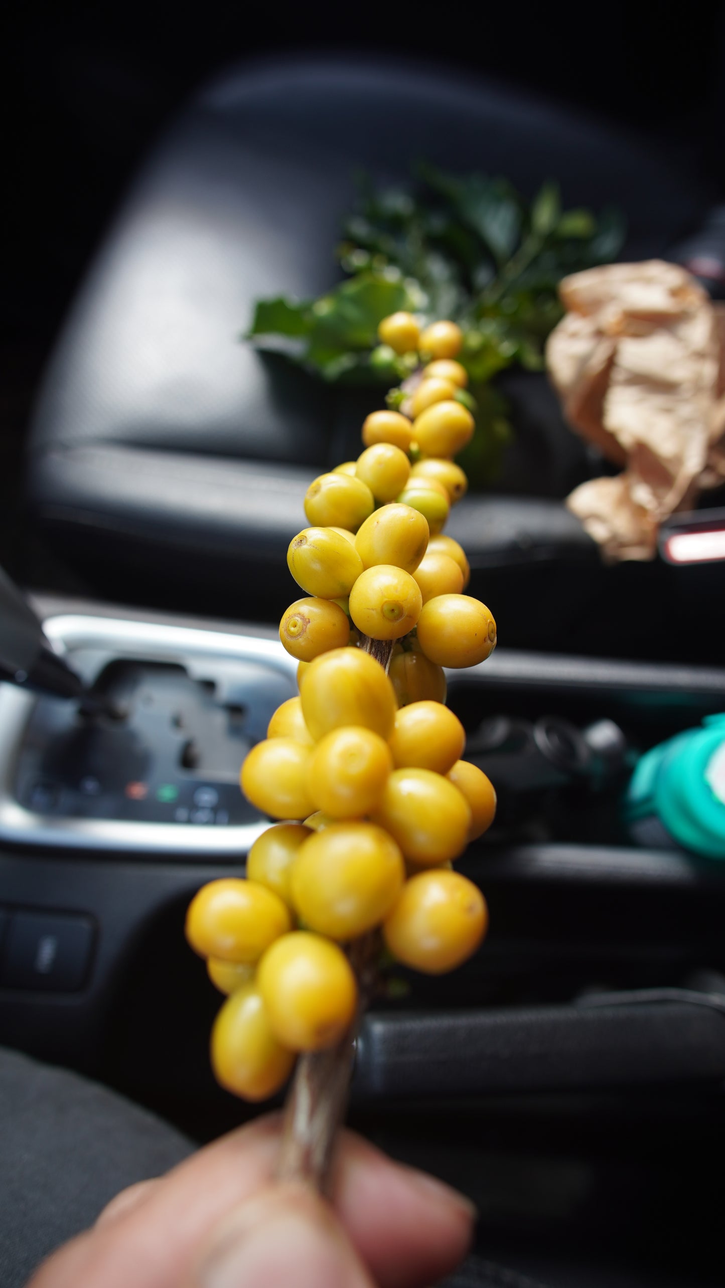 Café Especial – Bourbon Amarelo, Cereja Natural