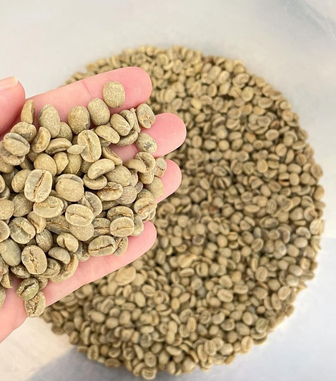 Café Especial Verde – Catucaí Amarelo 2SL  (83+ pontos | Peneira 15 Up)