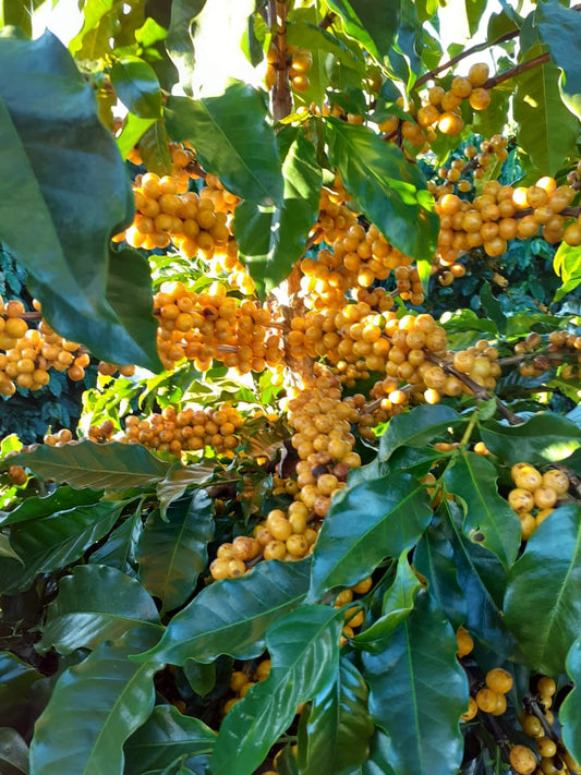 Café Especial – O Clássico (500g)